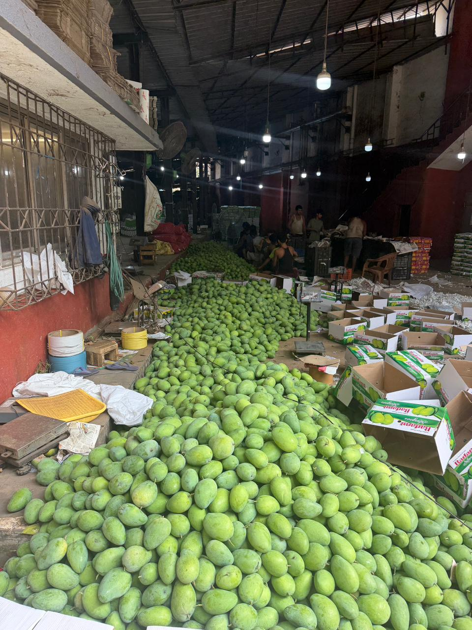 Fresh Mango Harvest